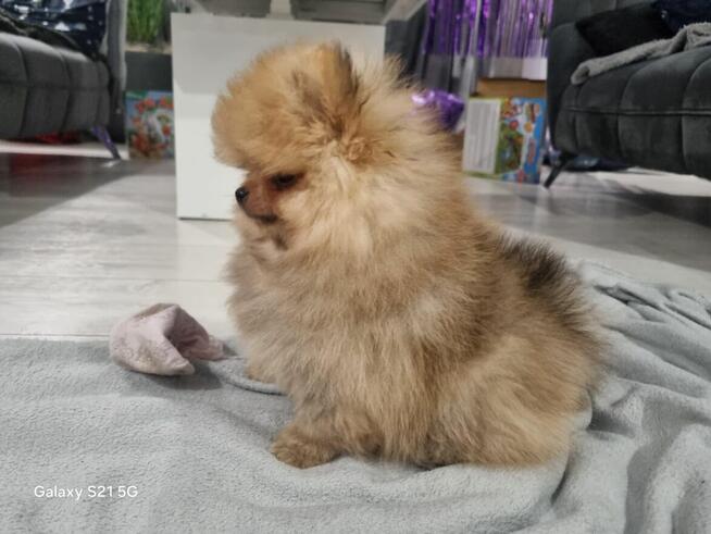 Szpic miniaturowy pomeranian