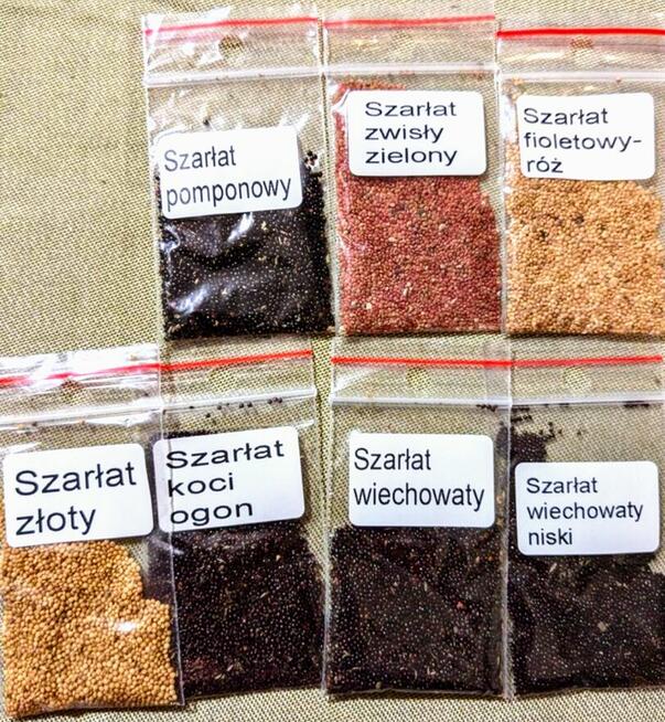 Szarłat Amarantus chleb nasiona kwiat jadalny