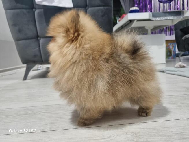 Szpic miniaturowy pomeranian