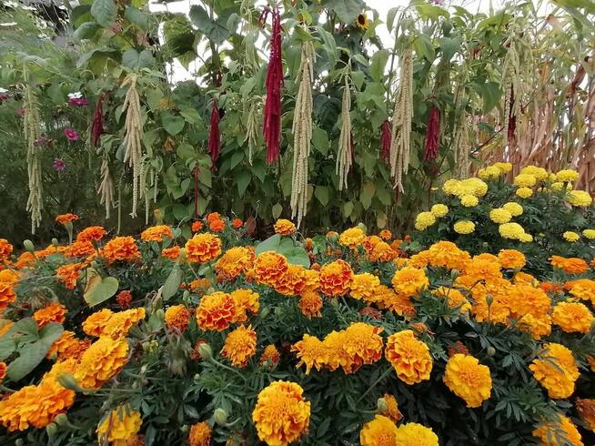 Szarłat Amarantus chleb nasiona kwiat jadalny