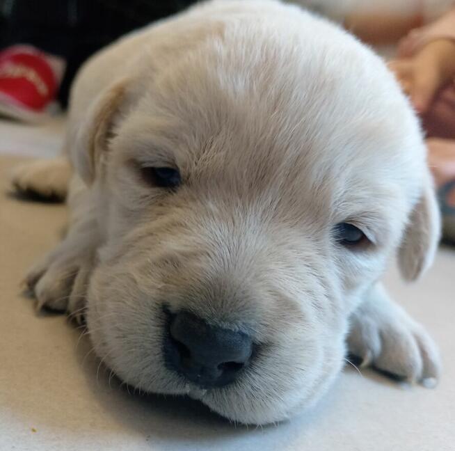 Szczeniaki labrador retriever z rodowodem