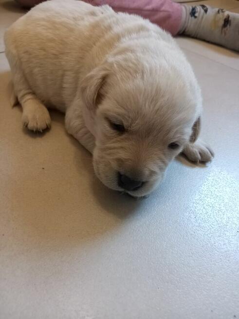 Szczeniaki labrador retriever z rodowodem