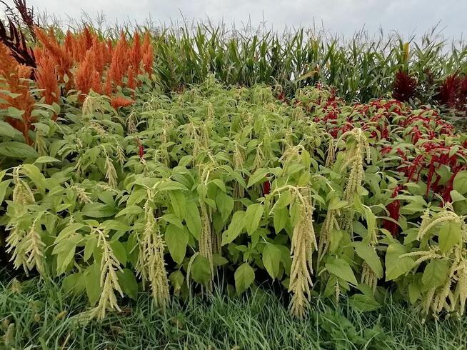 Szarłat Amarantus chleb nasiona kwiat jadalny