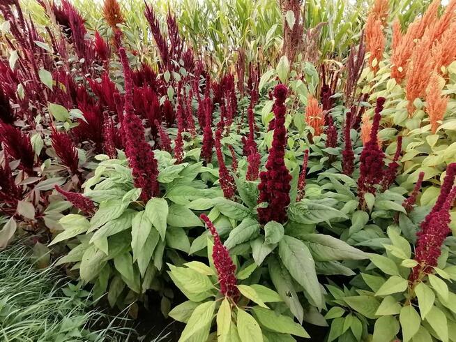 Szarłat Amarantus chleb nasiona kwiat jadalny