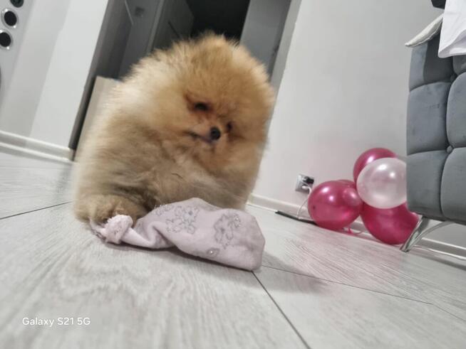 Szpic miniaturowy pomeranian