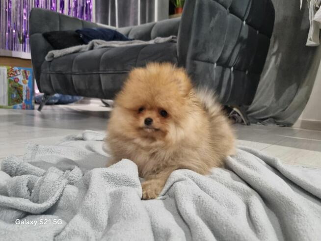 Szpic miniaturowy pomeranian