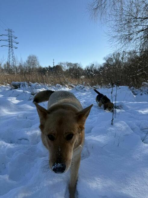 Oddam Psa, w dobre rece