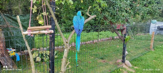 Ara Ararauna samica oswojona