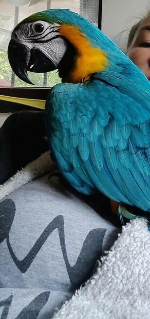 Ara Ararauna samica oswojona