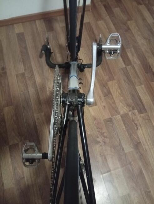 Colango klarzówka z Belgii