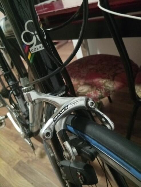 Colango klarzówka z Belgii