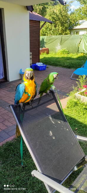 Ara Ararauna samica oswojona