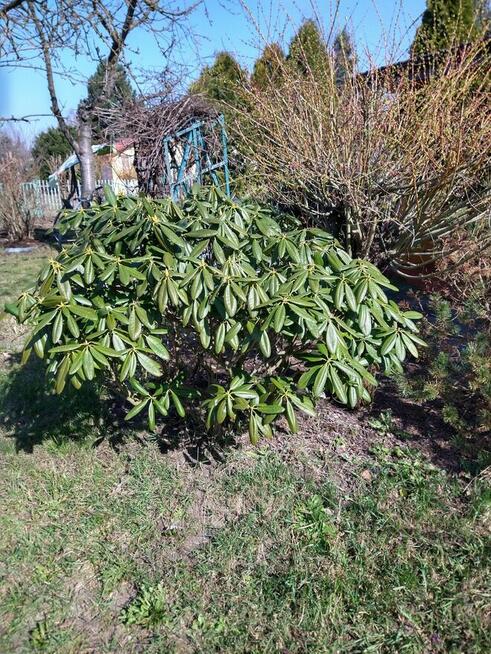 Domek na małym ROD (100 domków) Szczaki