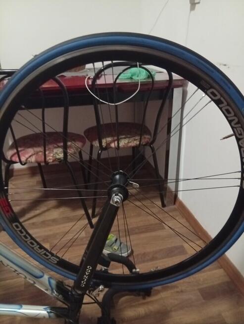 Colango klarzówka z Belgii