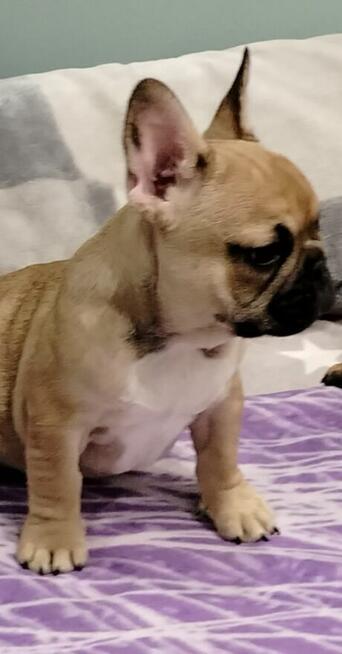 Buldog Francuski piesek