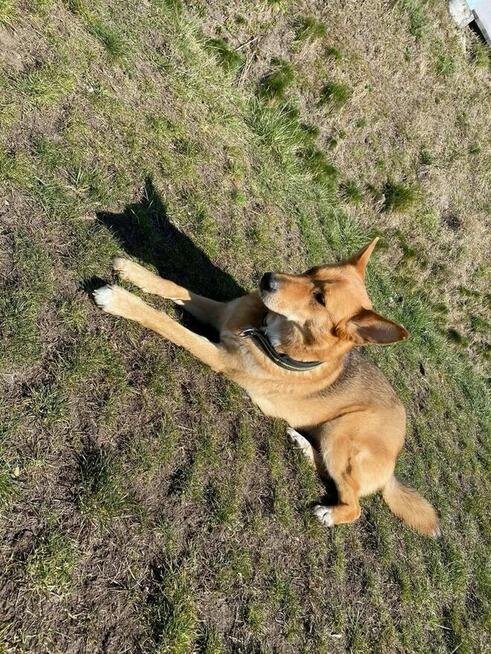 Oddam Psa, w dobre rece