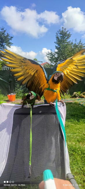 Ara Ararauna samica oswojona