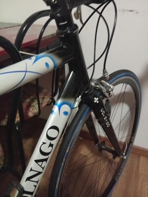 Colango klarzówka z Belgii