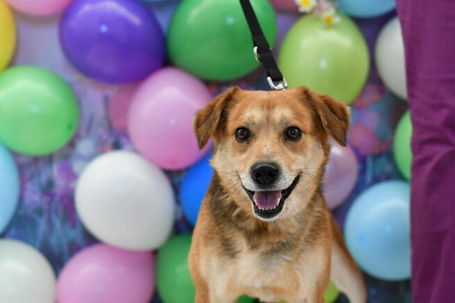 Nieśmiały Rudzik szuka kochającego domku!