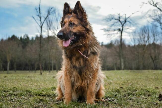 Pirania-suczka w typie owczarka niemieckiego do adopcji