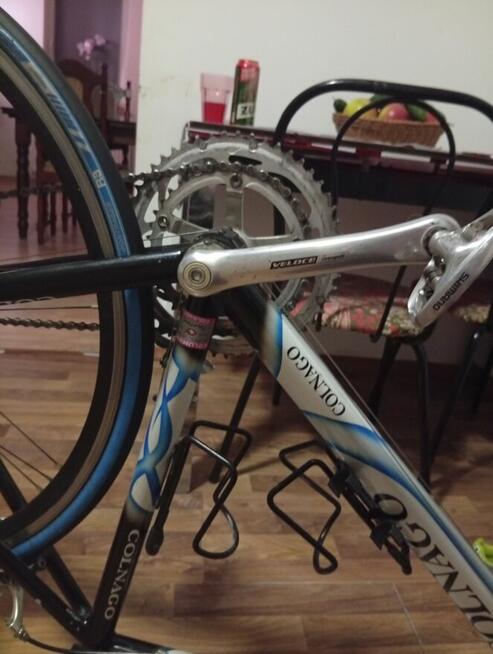 Colango klarzówka z Belgii