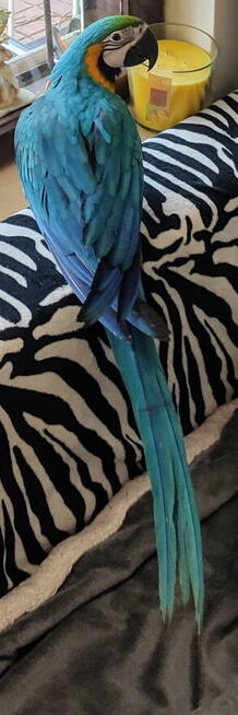 Ara Ararauna samica oswojona