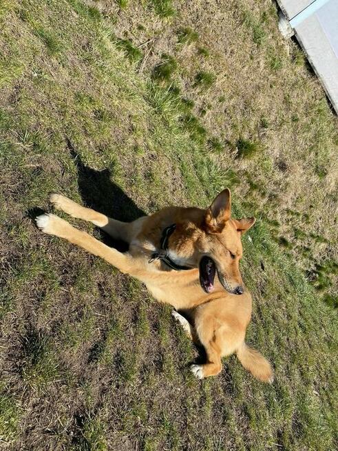 Oddam Psa, w dobre rece