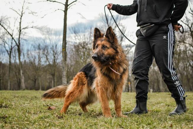 Pirania-suczka w typie owczarka niemieckiego do adopcji