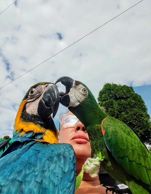 Ara Ararauna samica oswojona