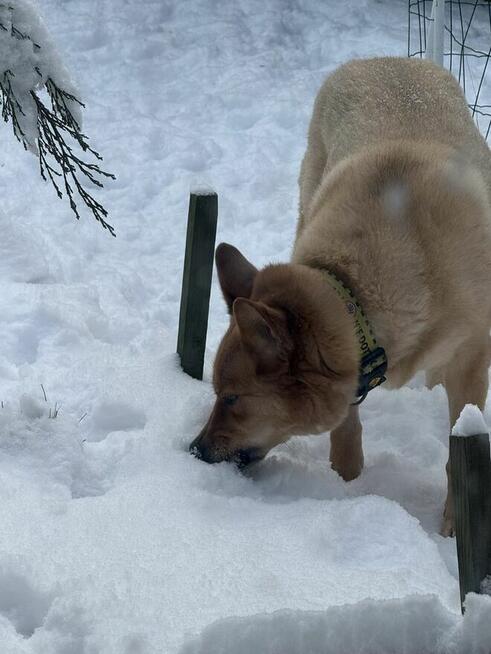 Oddam Psa, w dobre rece