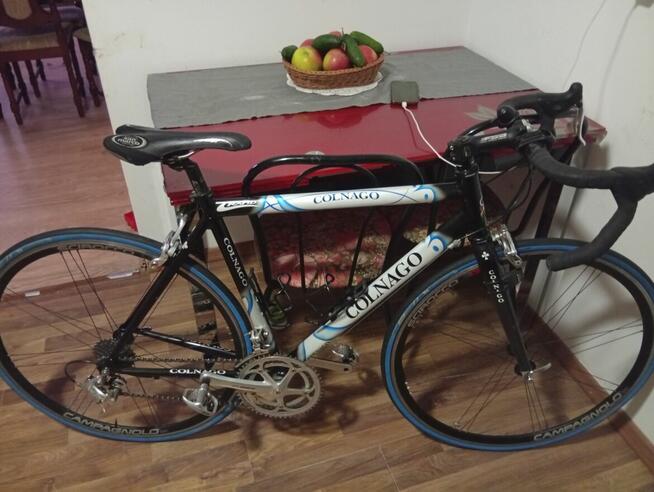 Colango klarzówka z Belgii