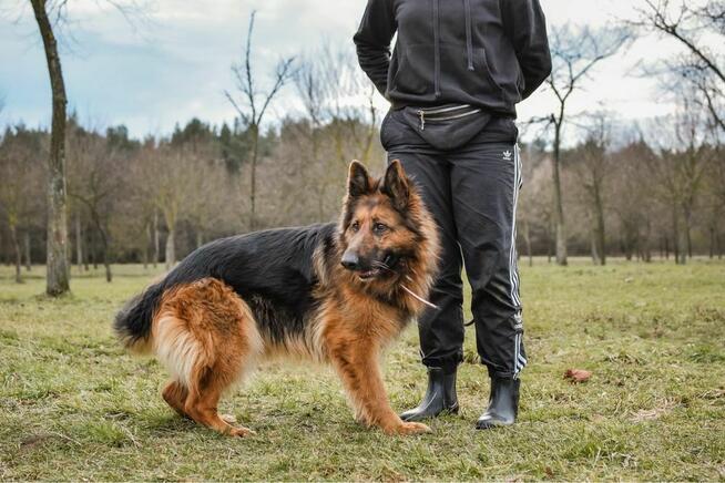 Pirania-suczka w typie owczarka niemieckiego do adopcji