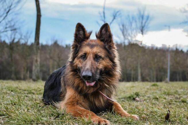 Pirania-suczka w typie owczarka niemieckiego do adopcji