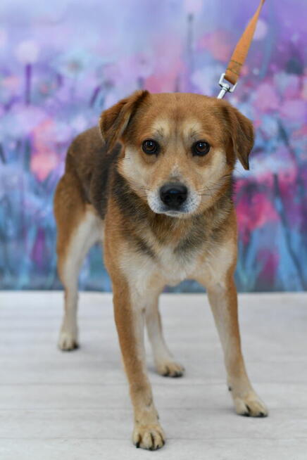 Nieśmiały Rudzik szuka kochającego domku!