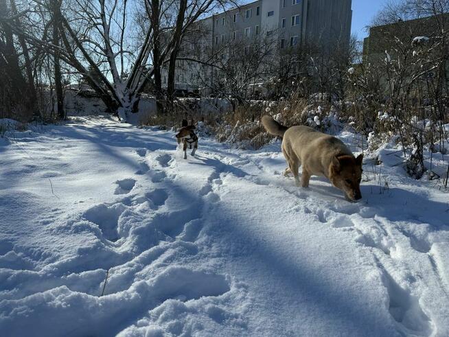 Oddam Psa, w dobre rece