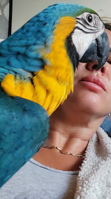 Ara Ararauna samica oswojona