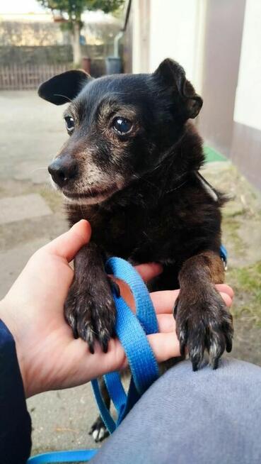 Becia szuka domy, suczka, mała