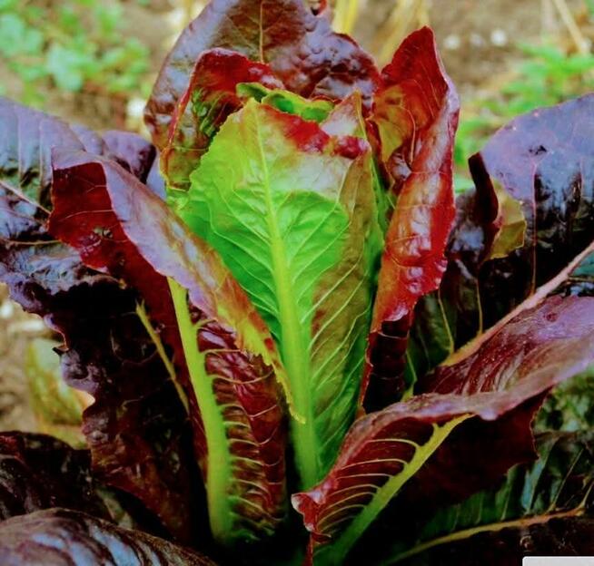 Sałata kapusta egzotyczna Tatsoi Pac choi Mizuna rzymsświata