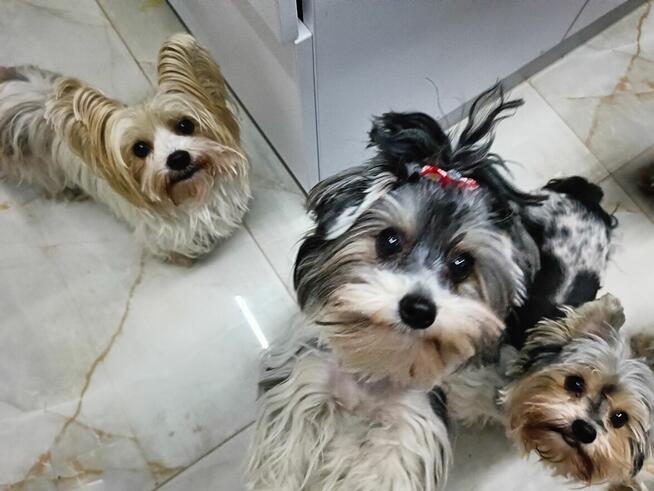 York Yorkshire Biwer sunia