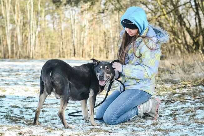 Hasan-starszy średniej wielkości pies do adopcji