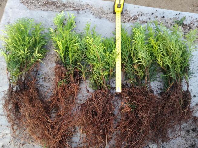 Tuja Smaragd około 15-22 cm dwuletnia sadzonka szmaragd, goł