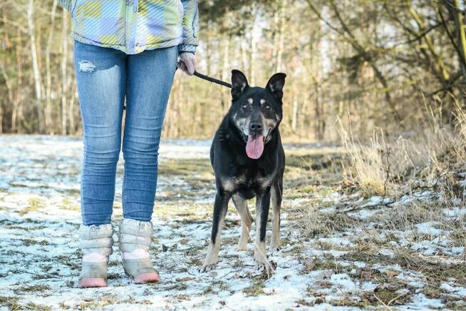 Hasan-starszy średniej wielkości pies do adopcji