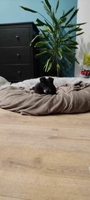 Becia szuka domy, suczka, mała