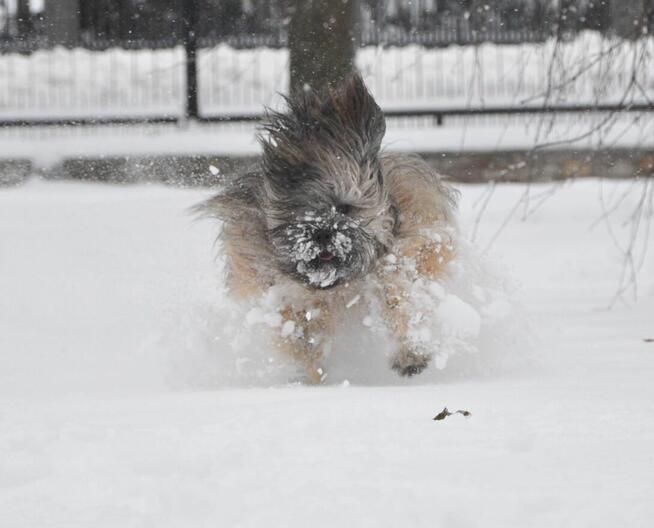 Terier Tybetański szczenięta z Helmowego Jaru ( FCI )