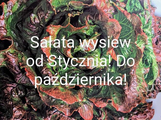 Sałata kapusta egzotyczna Tatsoi Pac choi Mizuna rzymsświata