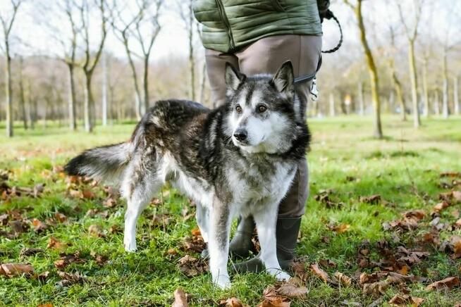Max- starszy, średniej wielkosci pies do adopcji