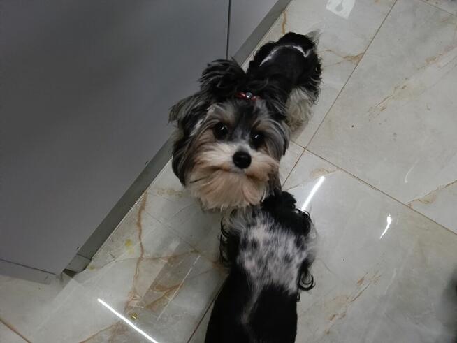 York Yorkshire Biwer sunia