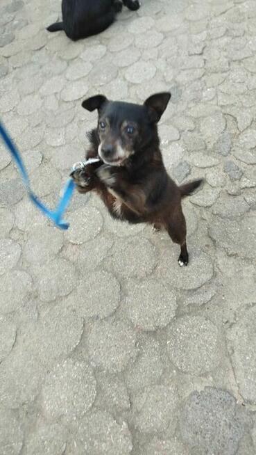 Becia szuka domy, suczka, mała