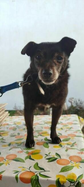 Becia szuka domy, suczka, mała