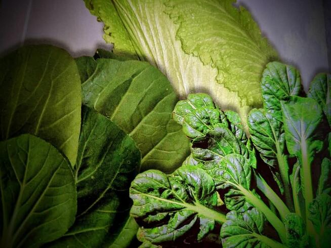 Sałata kapusta egzotyczna Tatsoi Pac choi Mizuna rzymsświata